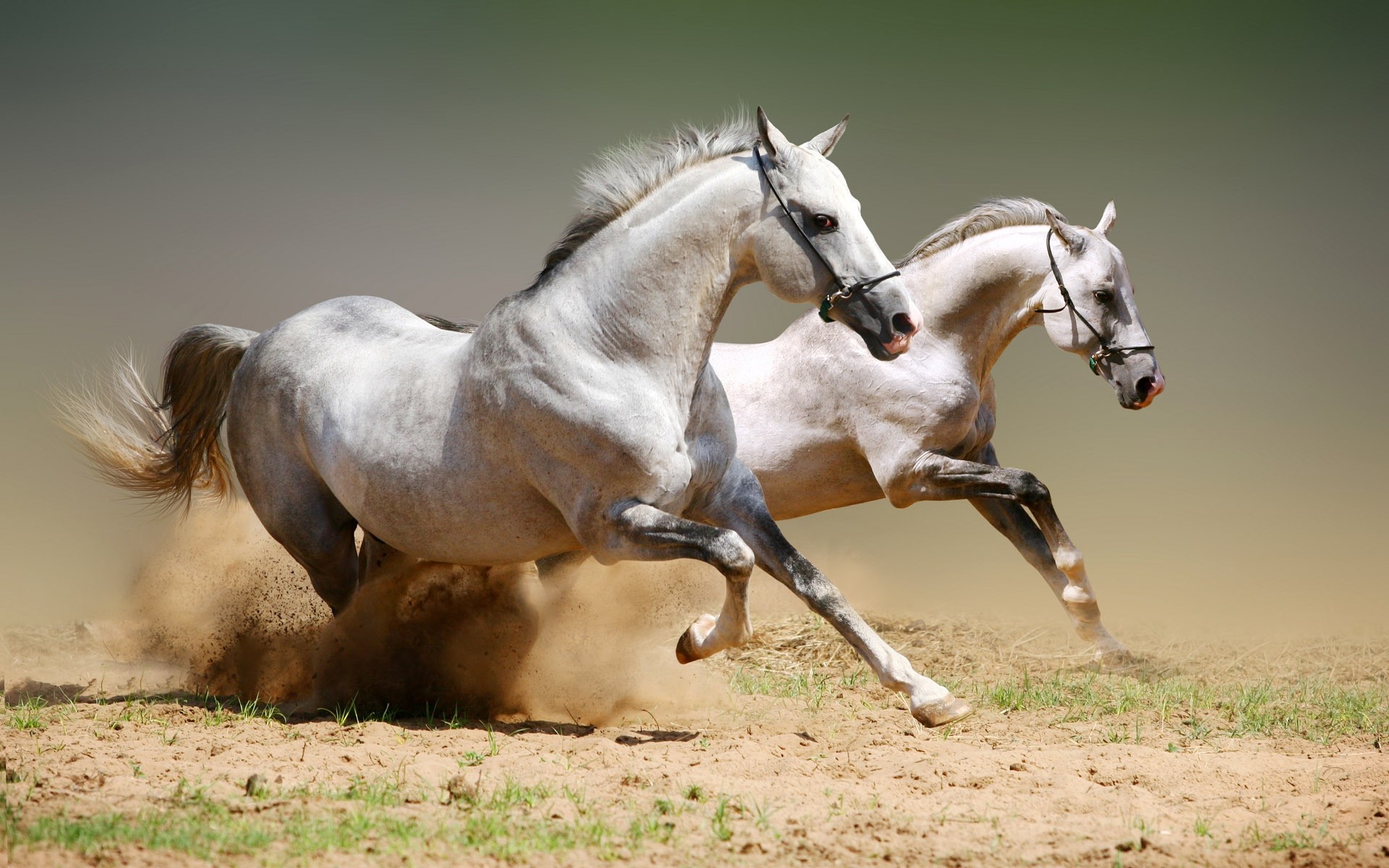 animals horse stallion equine mare cavalry animal equestrian mane mammal gallop fast chestnut thoroughbred grass pony field action farm pasture hayfield