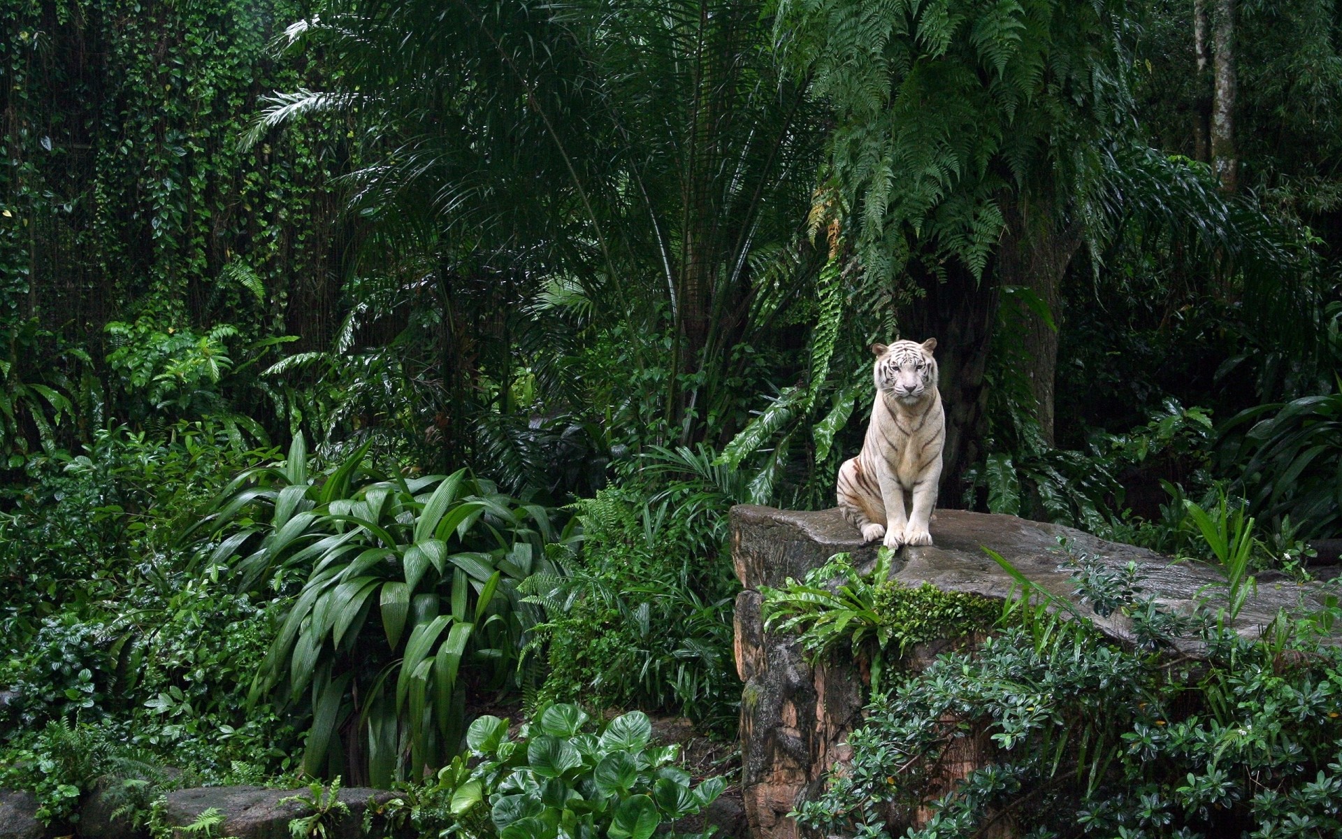 animaux arbre bois nature jungle mammifère forêt tropicale à l extérieur parc feuille tropical voyage la faune sauvage tigre blanc tigre