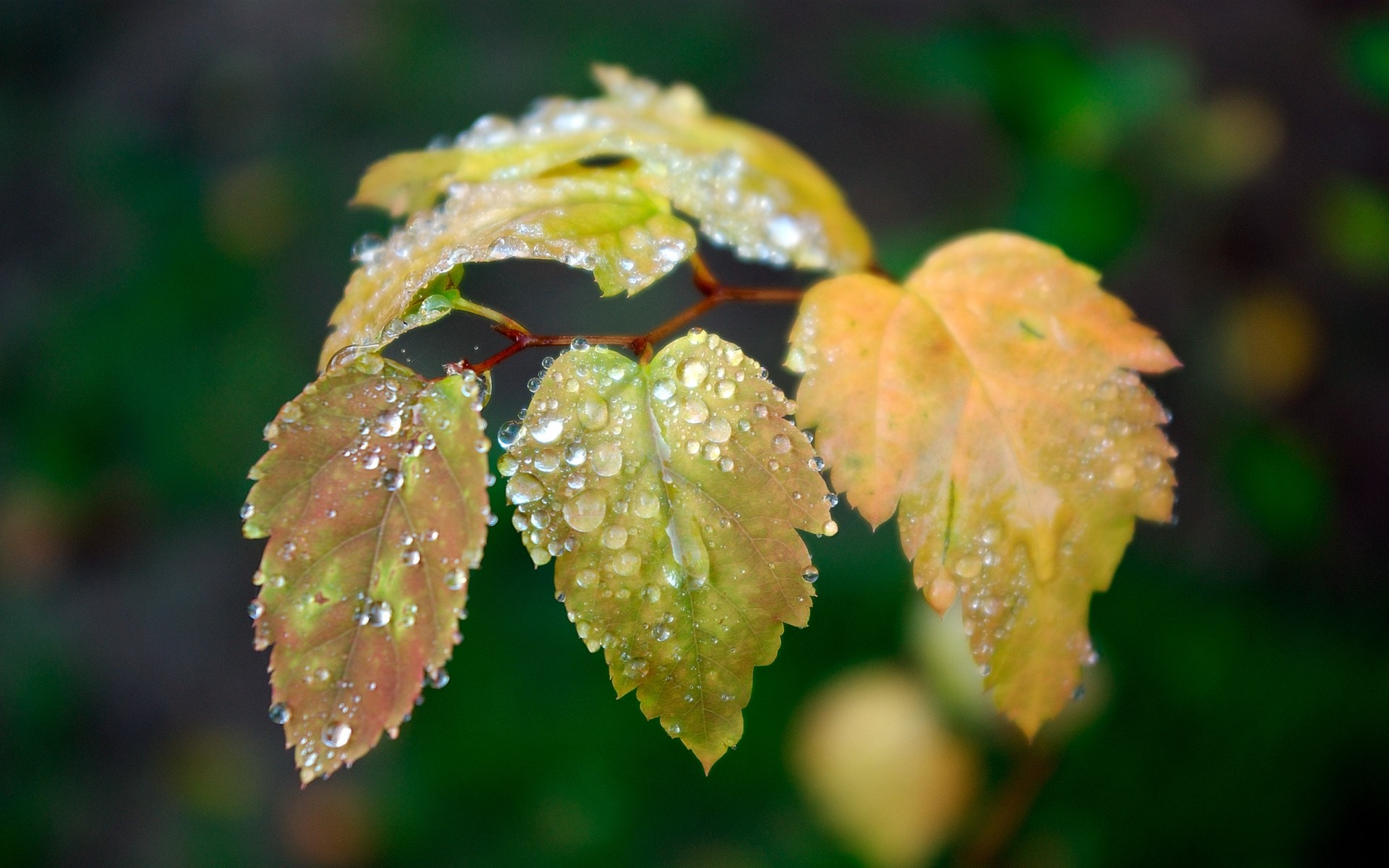 plants leaf nature fall flora outdoors rain growth tree park garden color lush wood light environment dew water