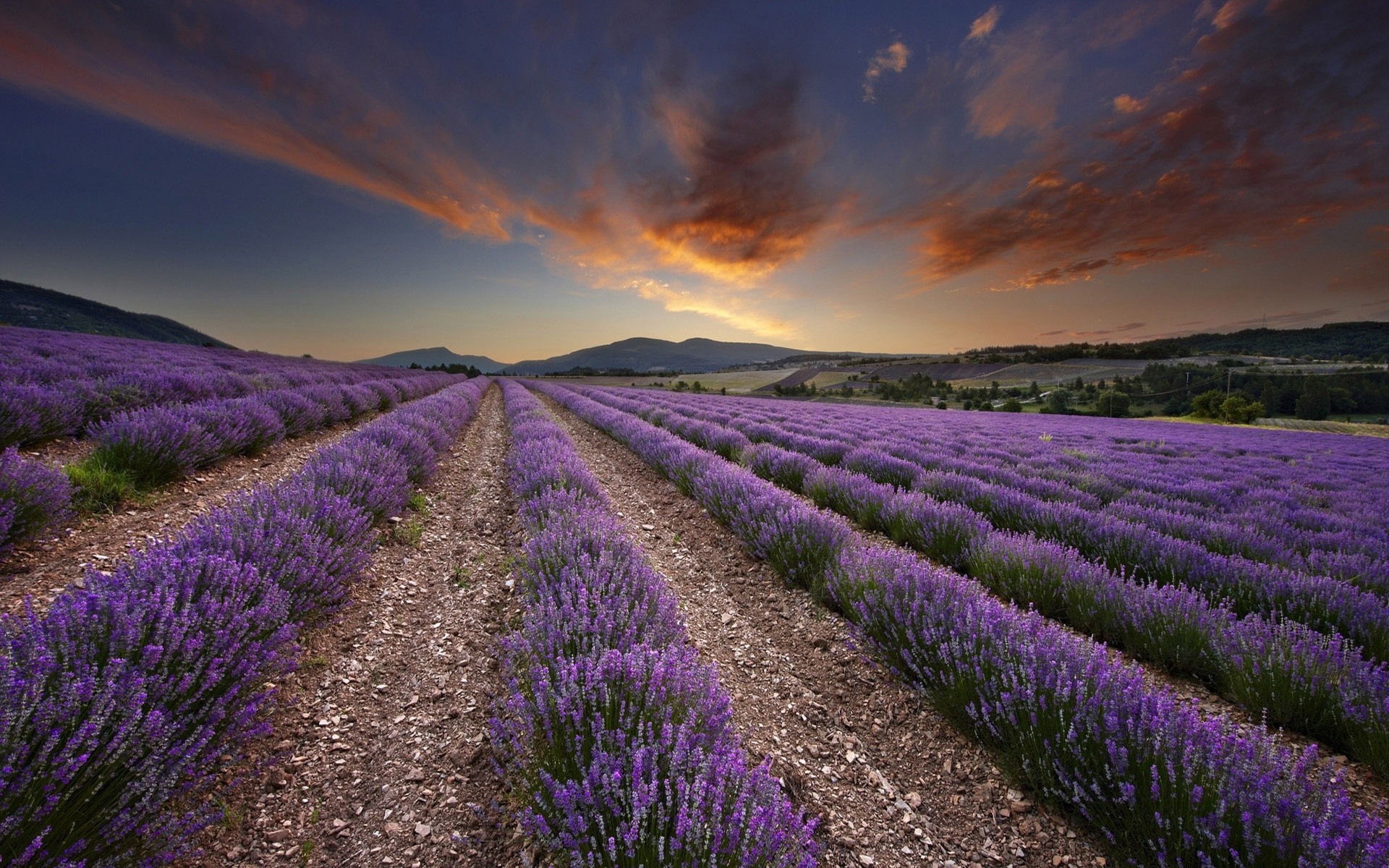 flores lavanda campo paisaje agricultura naturaleza flor campo granja rural al aire libre abundancia color puesta de sol flora verano violeta tierras de cultivo escénico paisaje fondo