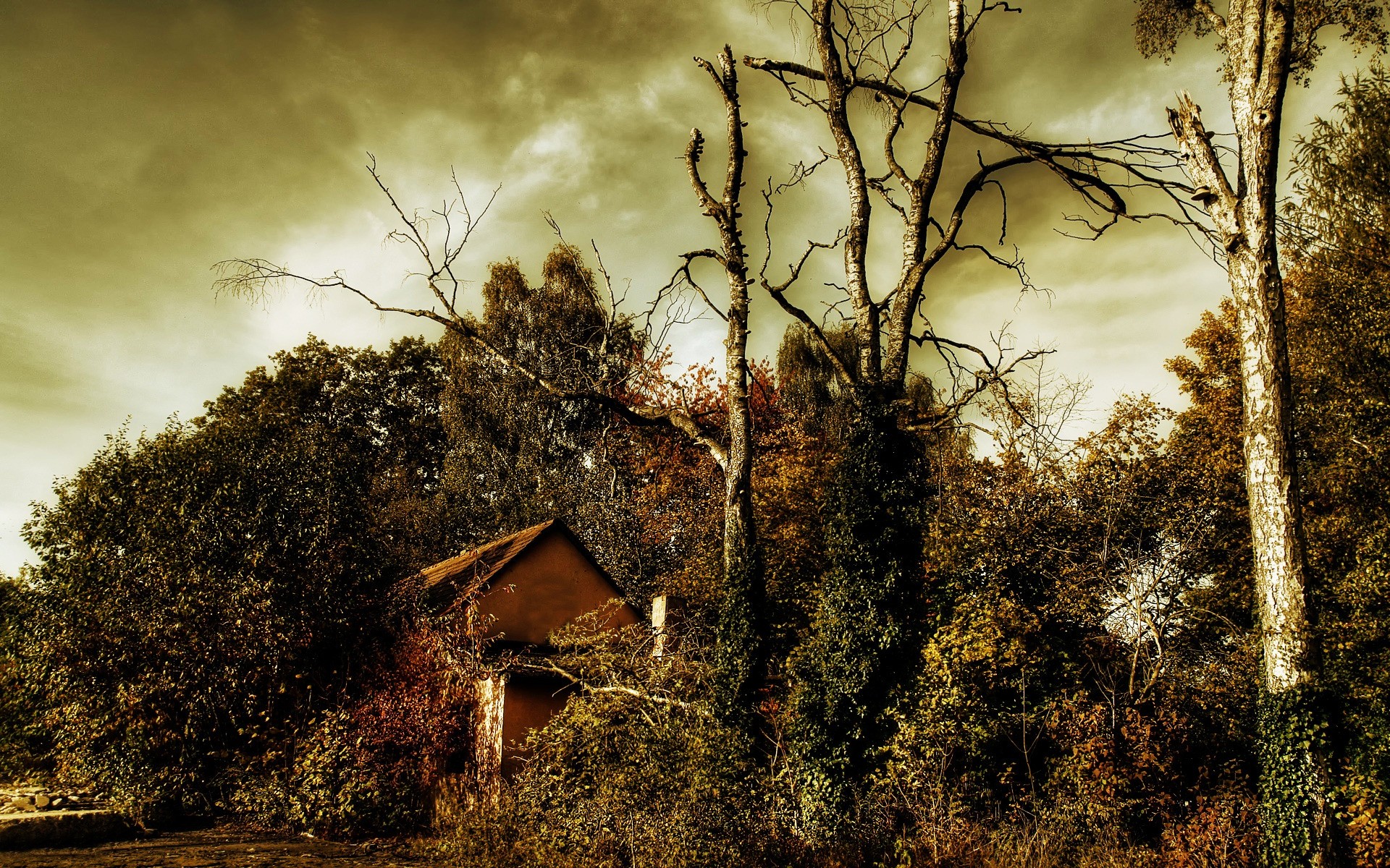 paisaje árbol madera naturaleza paisaje al aire libre puesta de sol cielo amanecer otoño rama hoja árboles fondo