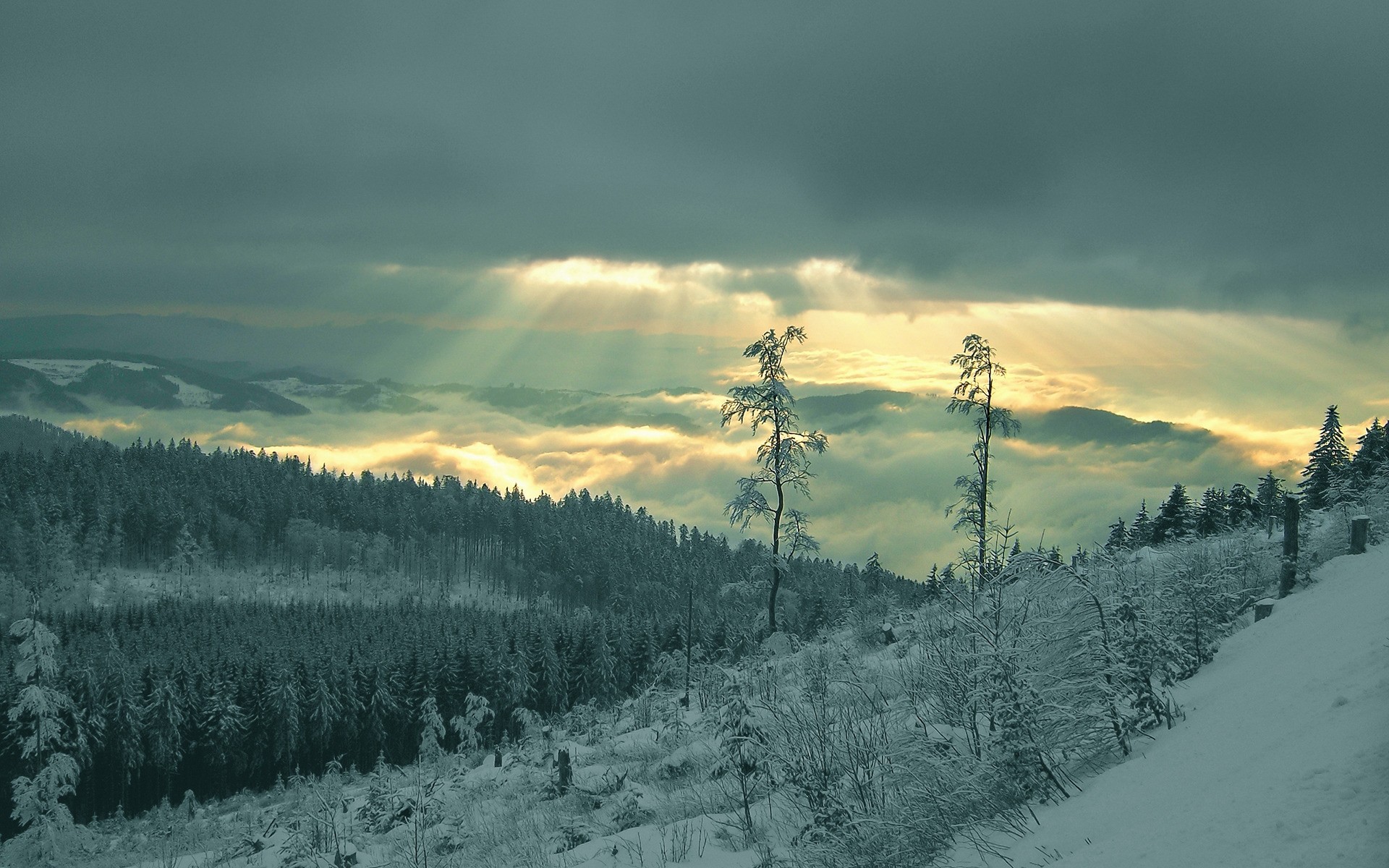 winter snow landscape tree mountain wood cold fog dawn nature scenic evergreen ice hill conifer weather sky mist outdoors trees clouds