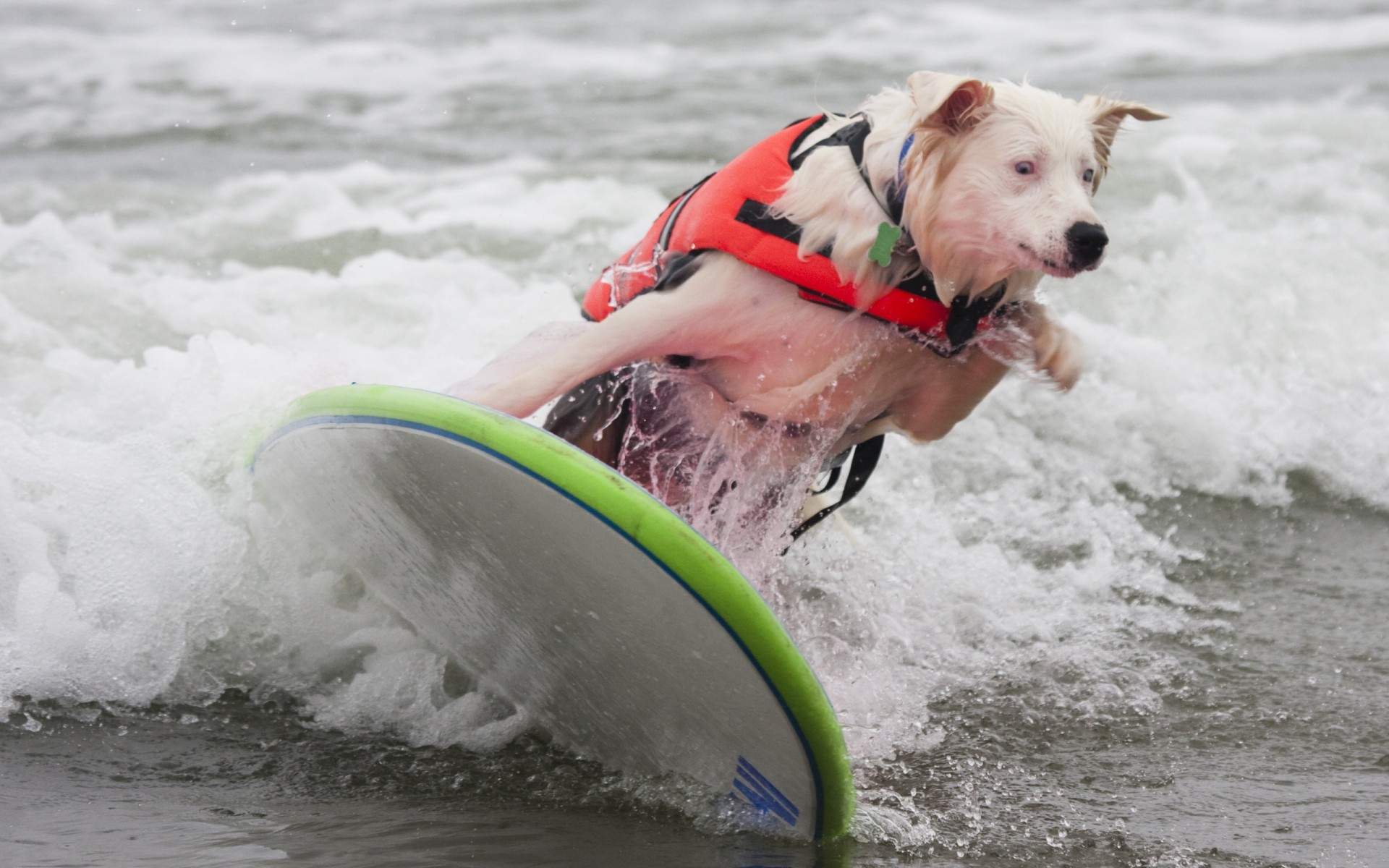 psy woda mokry surf akcja sporty wodne zabawa rekreacja plusk plaża jeden odpoczynek morze konkurs ocean sport śmieszne zwierzęta