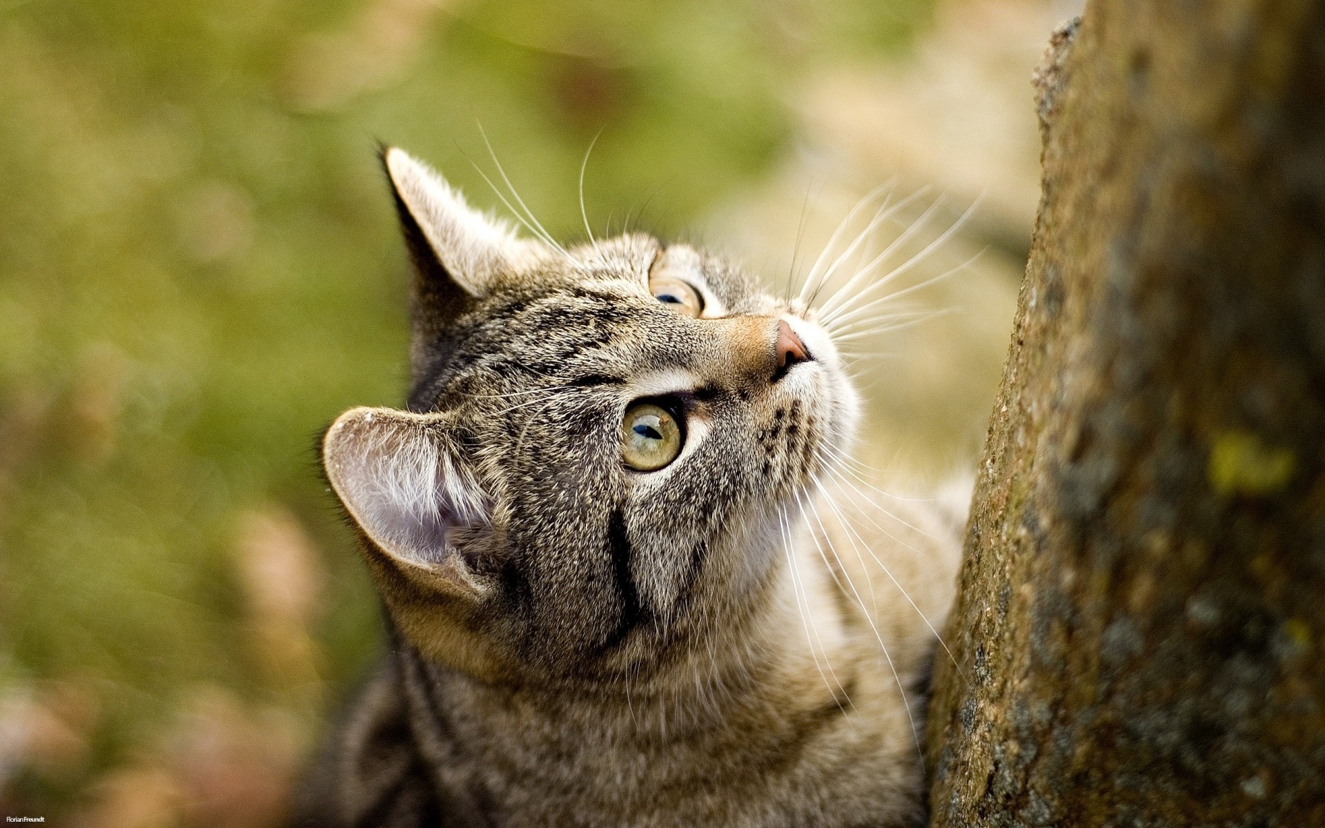 gatos natureza animal gato retrato fofa olho vida selvagem mamífero pele selvagem visualização animais