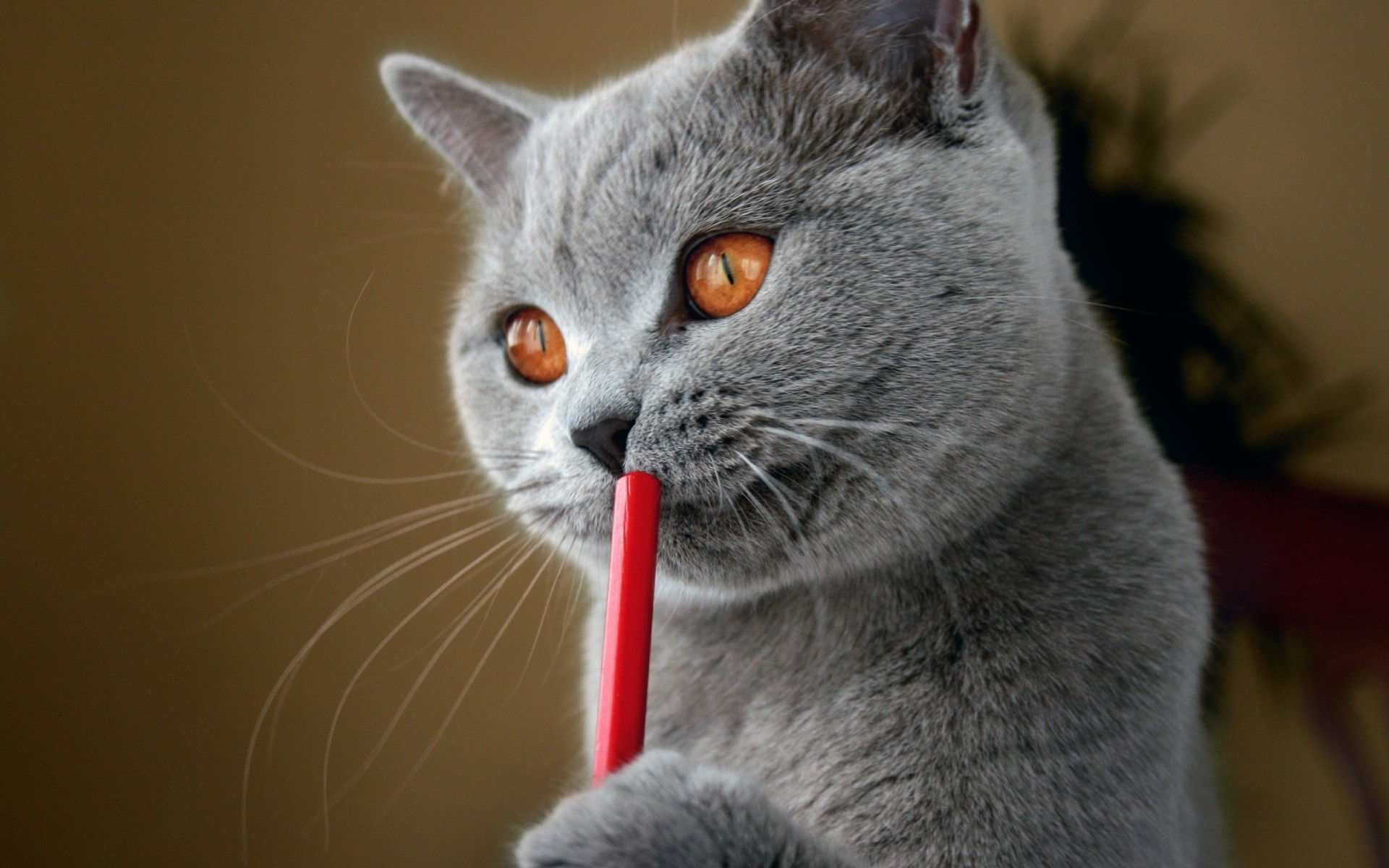 gatos gato retrato gris lindo mascota doméstico animal mamífero ojo joven viendo abajo pequeño pelaje gatito bigote solo animales