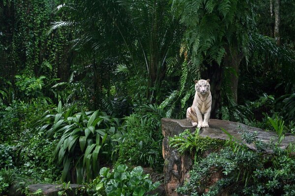 Tigre gracioso sentado na selva