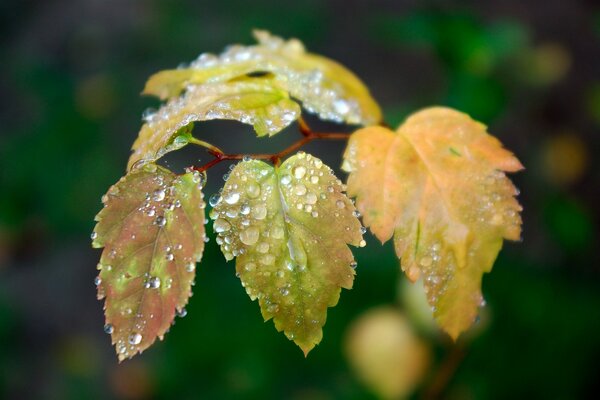 Autumn leaf in drops of water