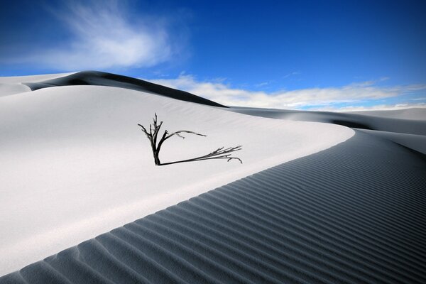 Paesaggio di un albero solitario nel deserto