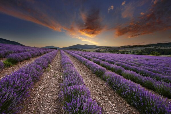 Lavender field with endless beds