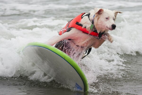 White dog in a vest on a diving board