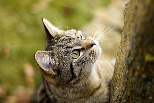 Hermoso retrato de un gato doméstico