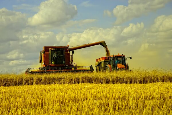 Landwirtschaftliche Maschinen ernten die Ernte