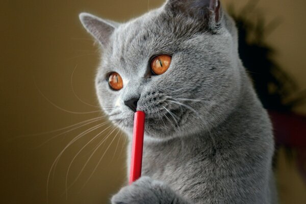 Grey cute cat with orange eyes