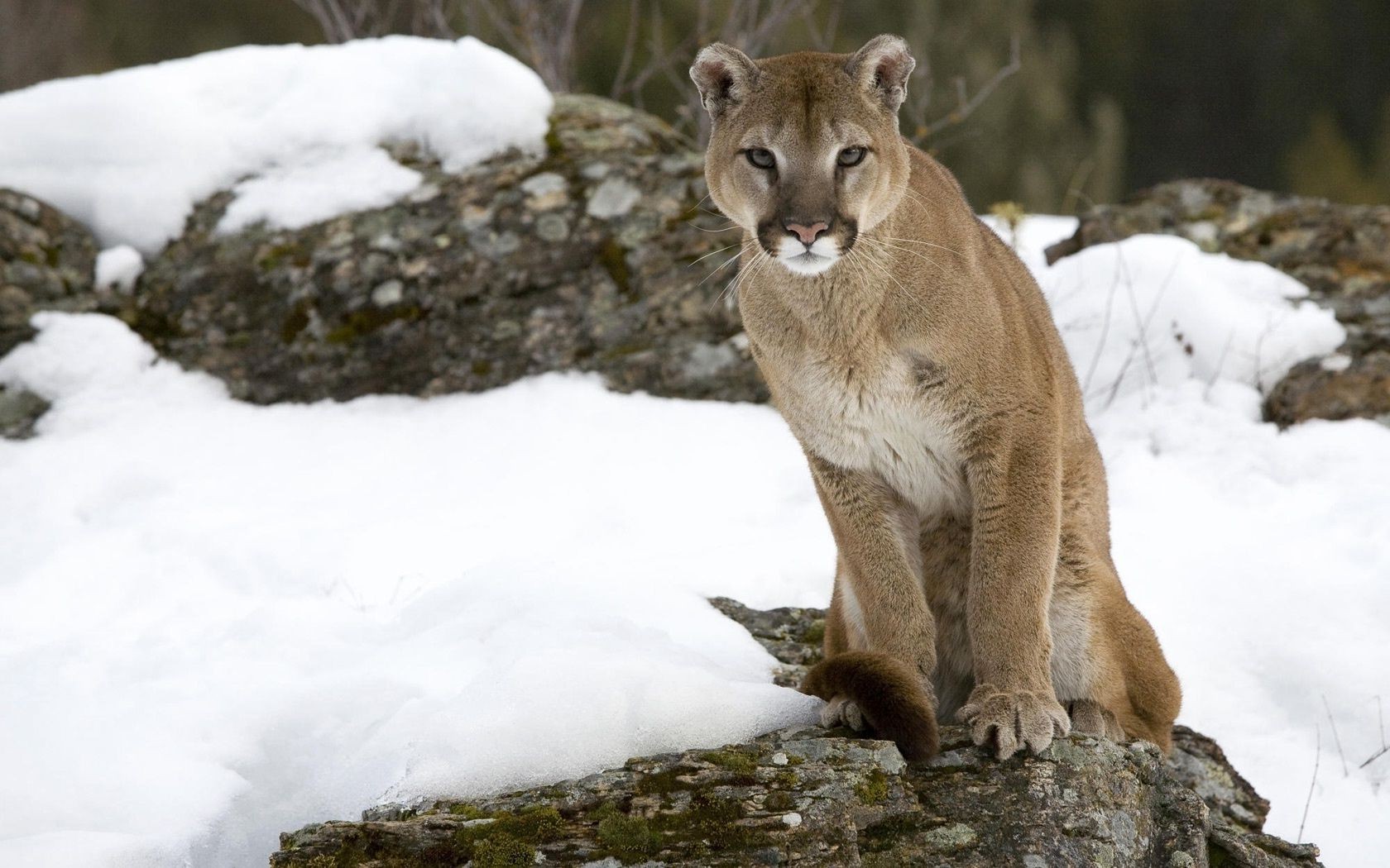 animals wildlife mammal nature outdoors snow wild winter