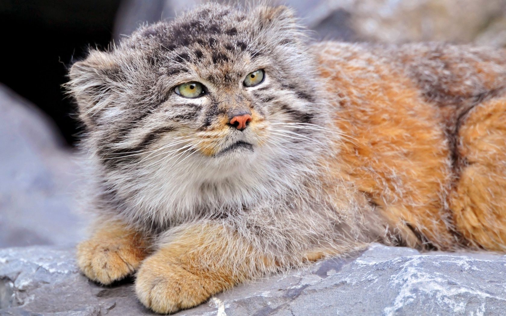 animais mamífero animal vida selvagem natureza selvagem pele predador fofa gato comedor de carne