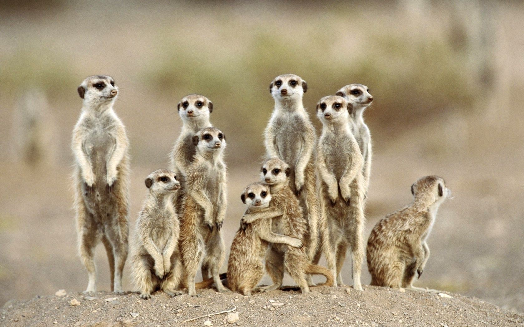 animali fauna selvatica natura mammifero carino animale avvertimento all aperto selvaggio erba meerkat