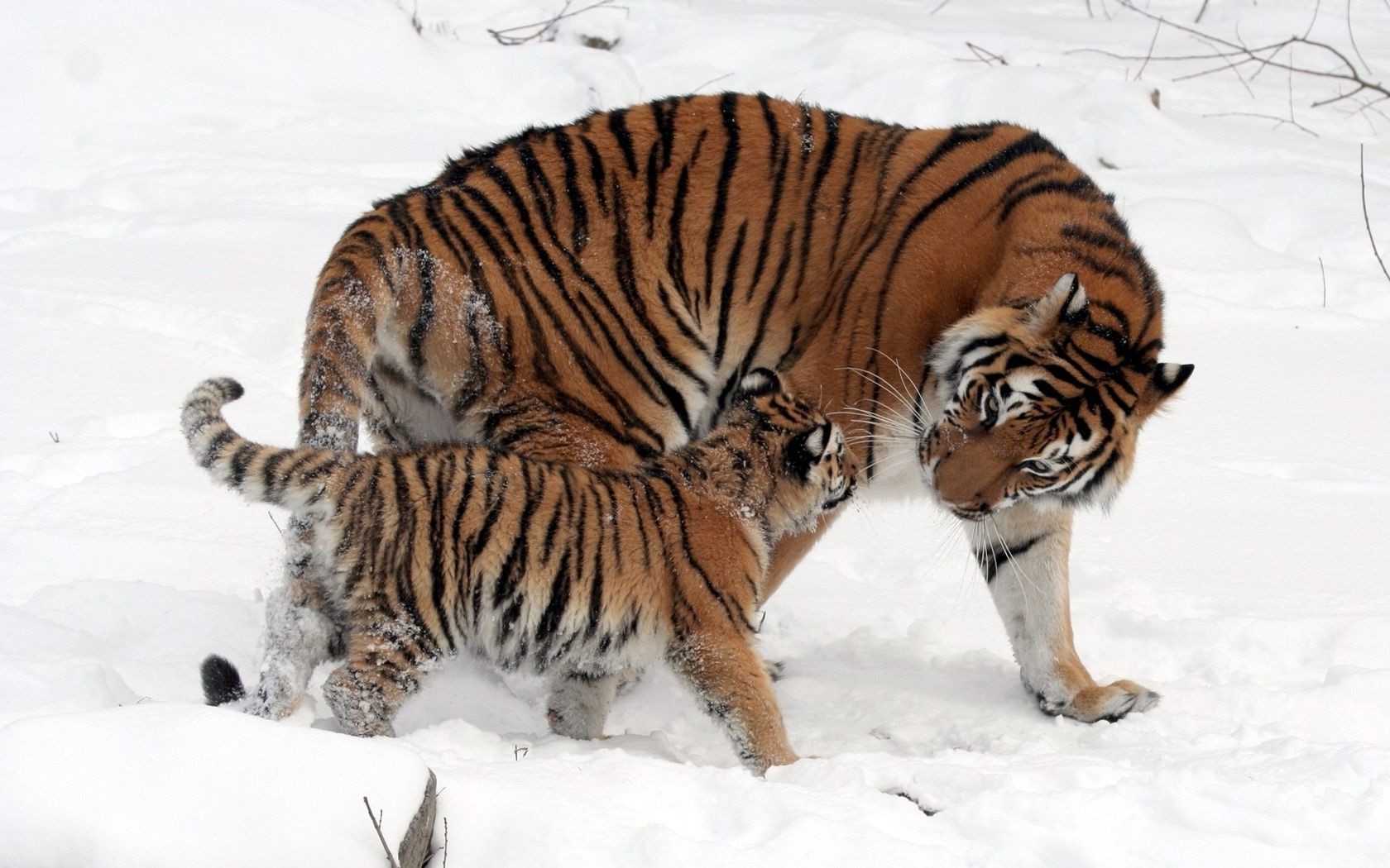 tiger tierwelt säugetier tiger katze natur schnee raubtier winter jäger wild tier jagd