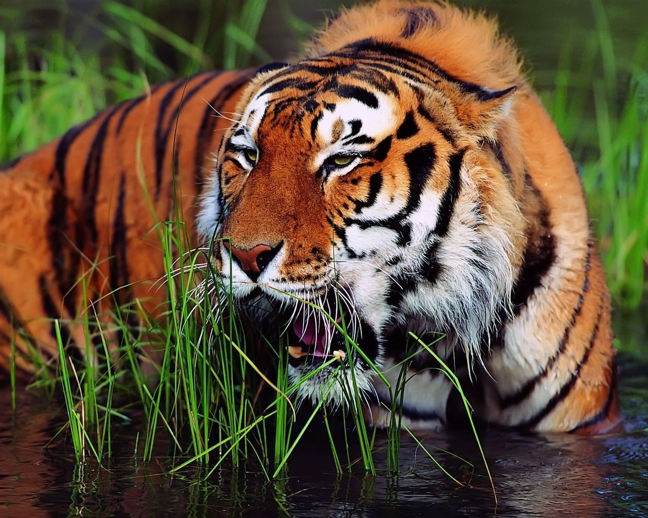 tigres tigre gato vida selvagem predador tigris siberiano comedor de carne tira caçador tigresa agressão perigo grande selva olhando safari mamífero zangado jardim zoológico caça