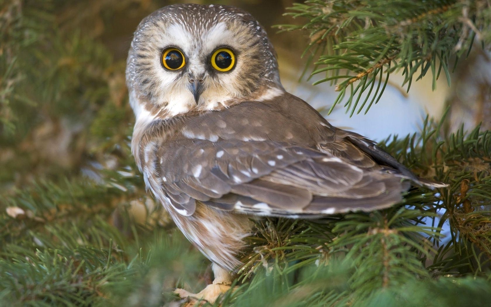 coruja pássaro vida selvagem árvore natureza animal ao ar livre selvagem raptor