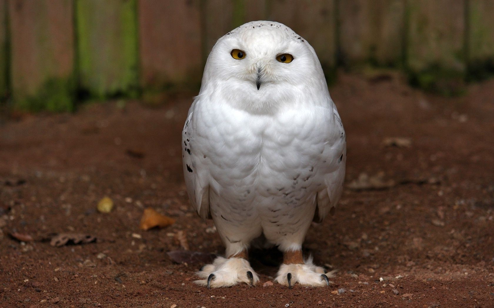 animaux oiseau faune nature raptor