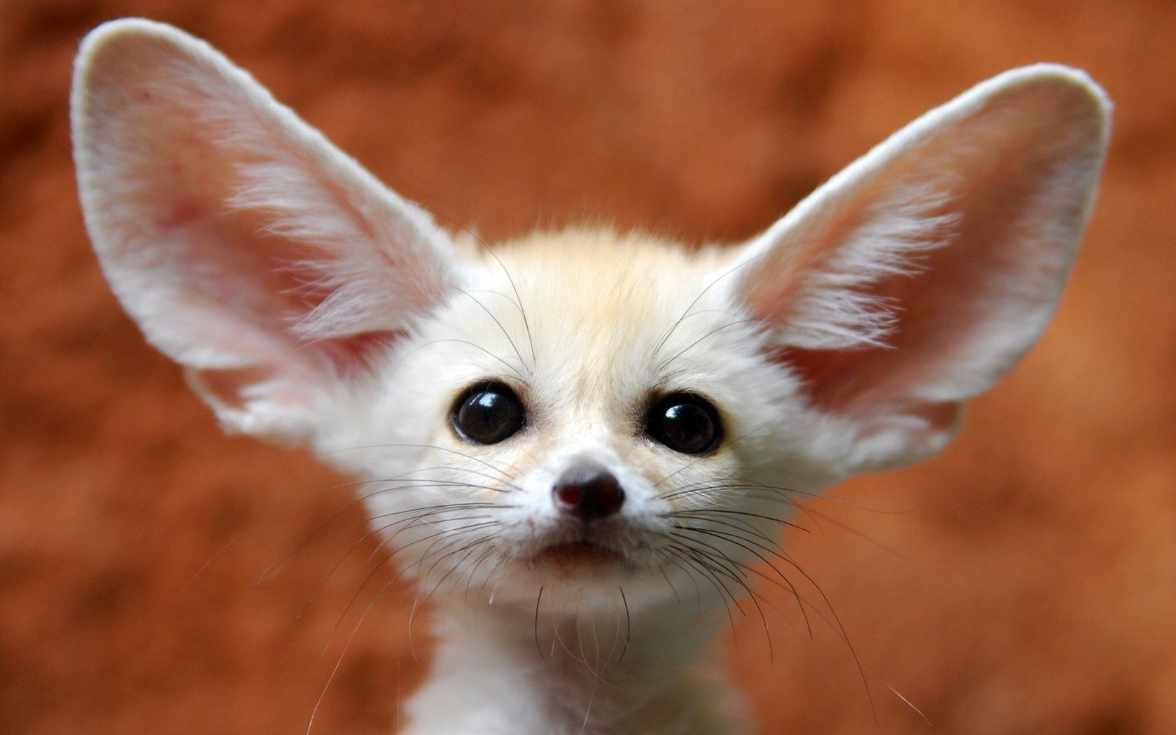 renards animal nature mignon peu la faune sauvage oeil mammifère