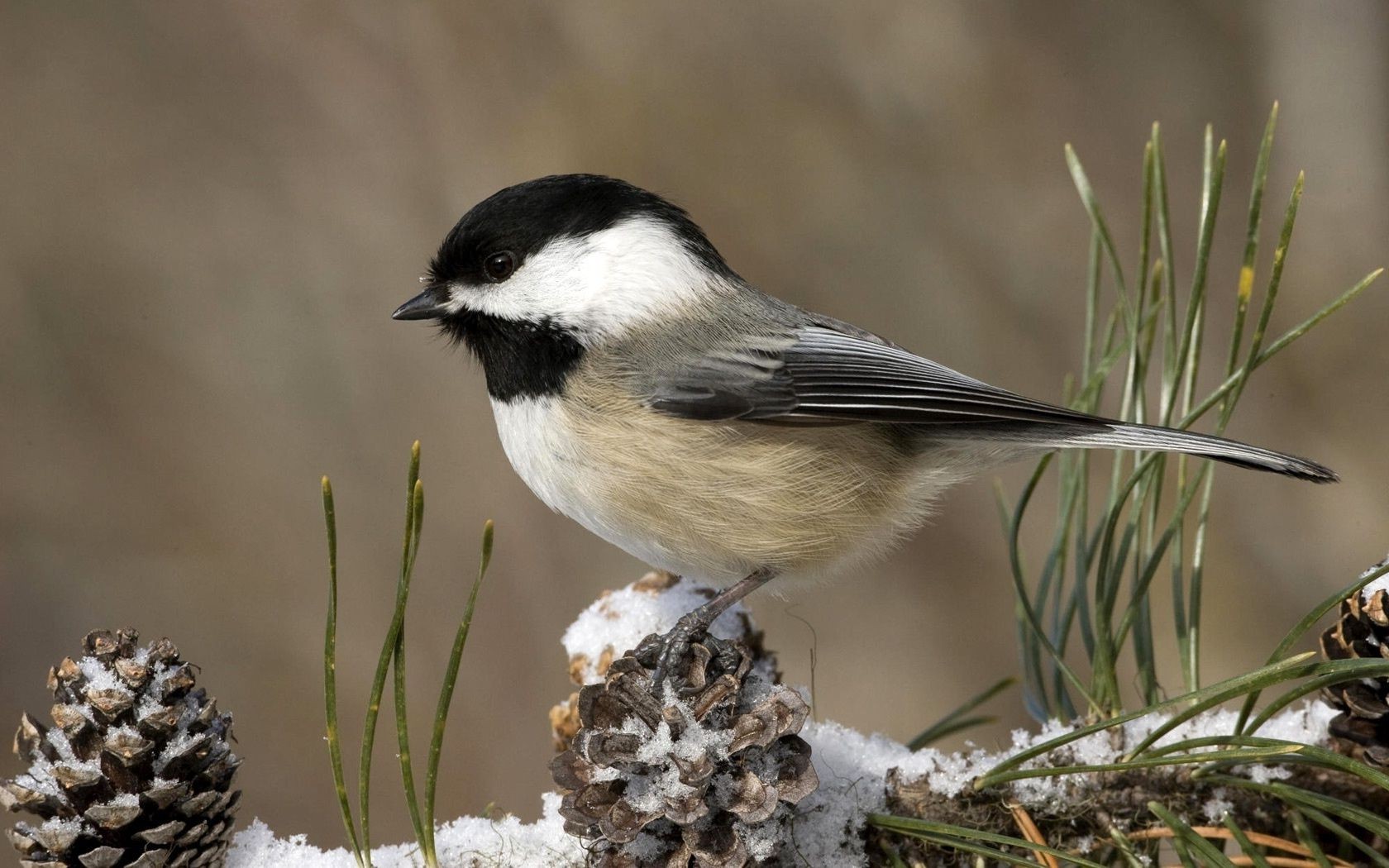 zwierzęta ptak dzika przyroda natura zwierzę na zewnątrz dziki mało obserwowanie ptaków avian