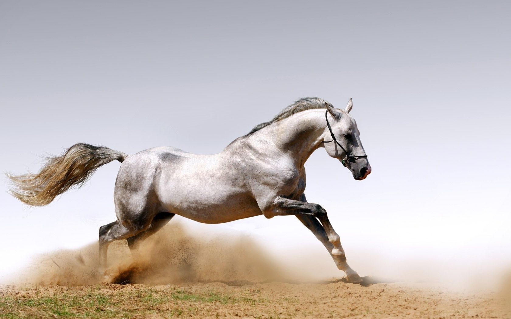 cavalos cavalo cavalaria mamífero mare garanhão equestre criação de cavalos animal manet fazenda ação rápido pônei sentado sozinho pasto espinho grama liberdade