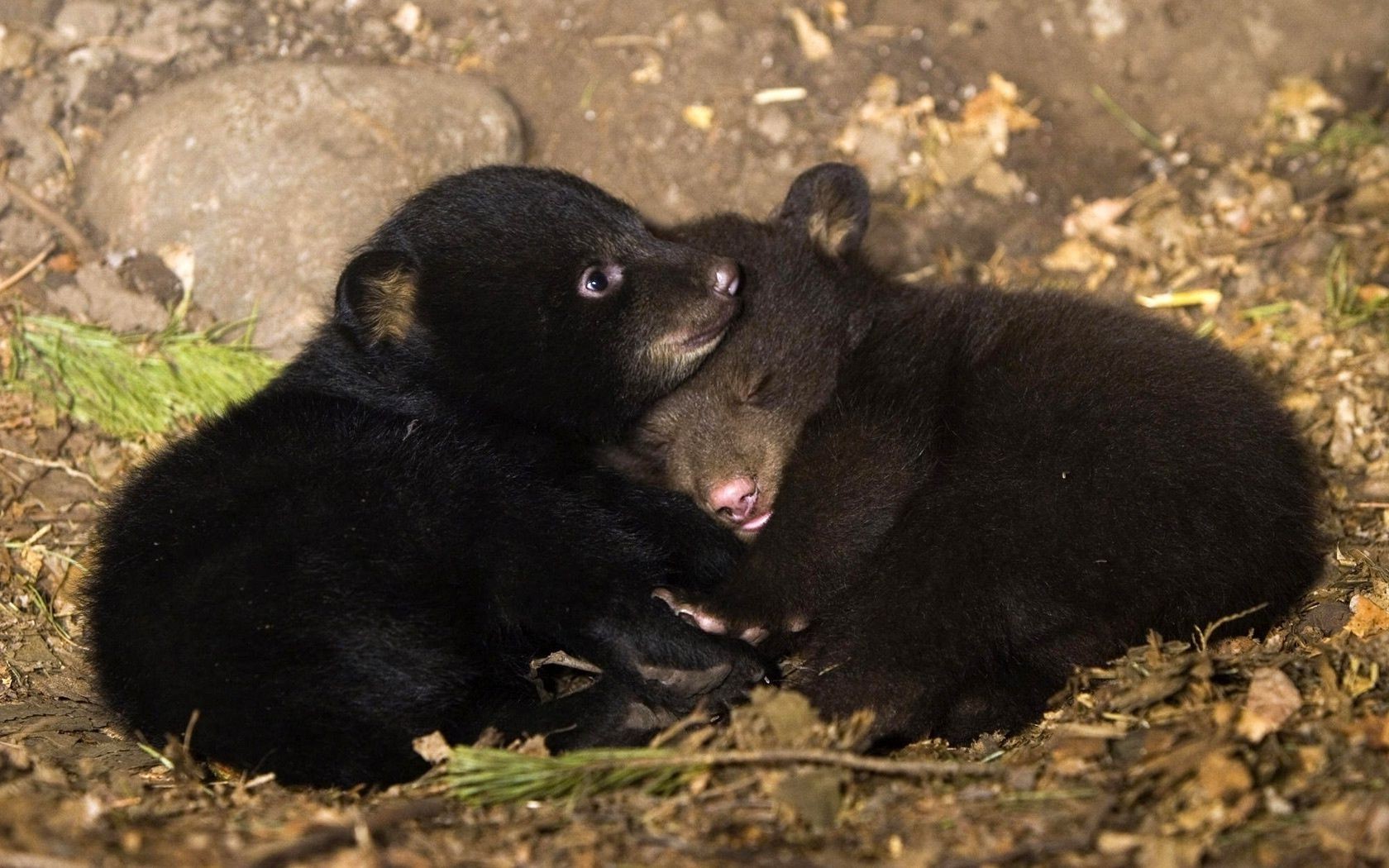 tiere säugetier tierwelt ein porträt zoo im freien tageslicht