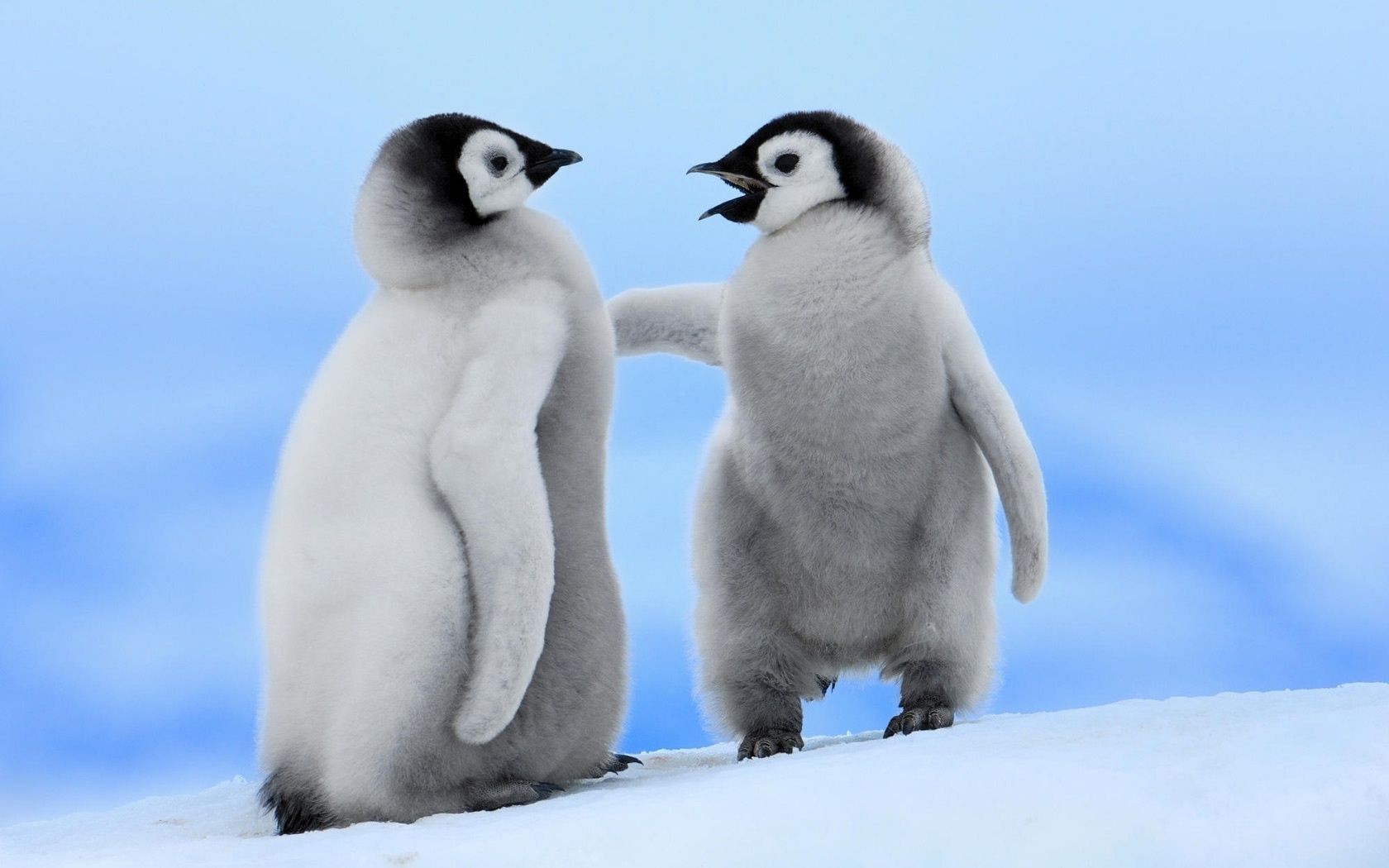 tiere schnee winter frostig vogel tierwelt kälte säugetier tier polar natur