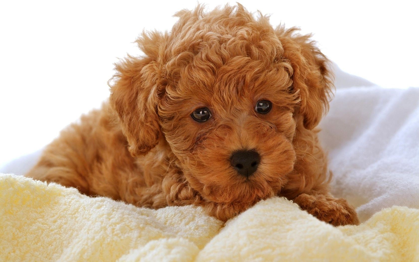 dogs cute downy fur domestic dog pet poodle mammal animal little sit puppy canine isolated breed funny