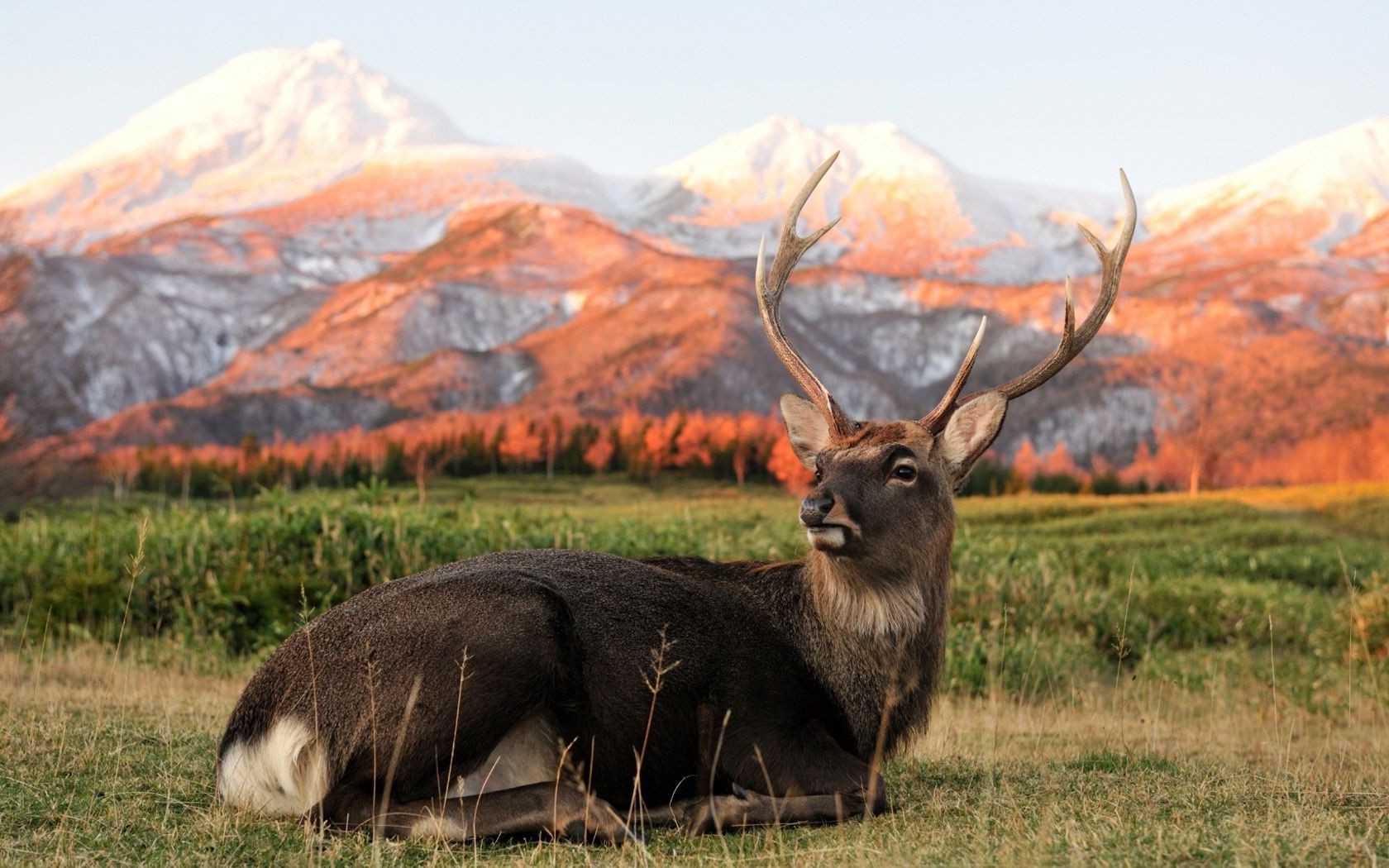 cerf nature herbe mammifère champ foin paysage montagnes bois automne elk à l extérieur animal