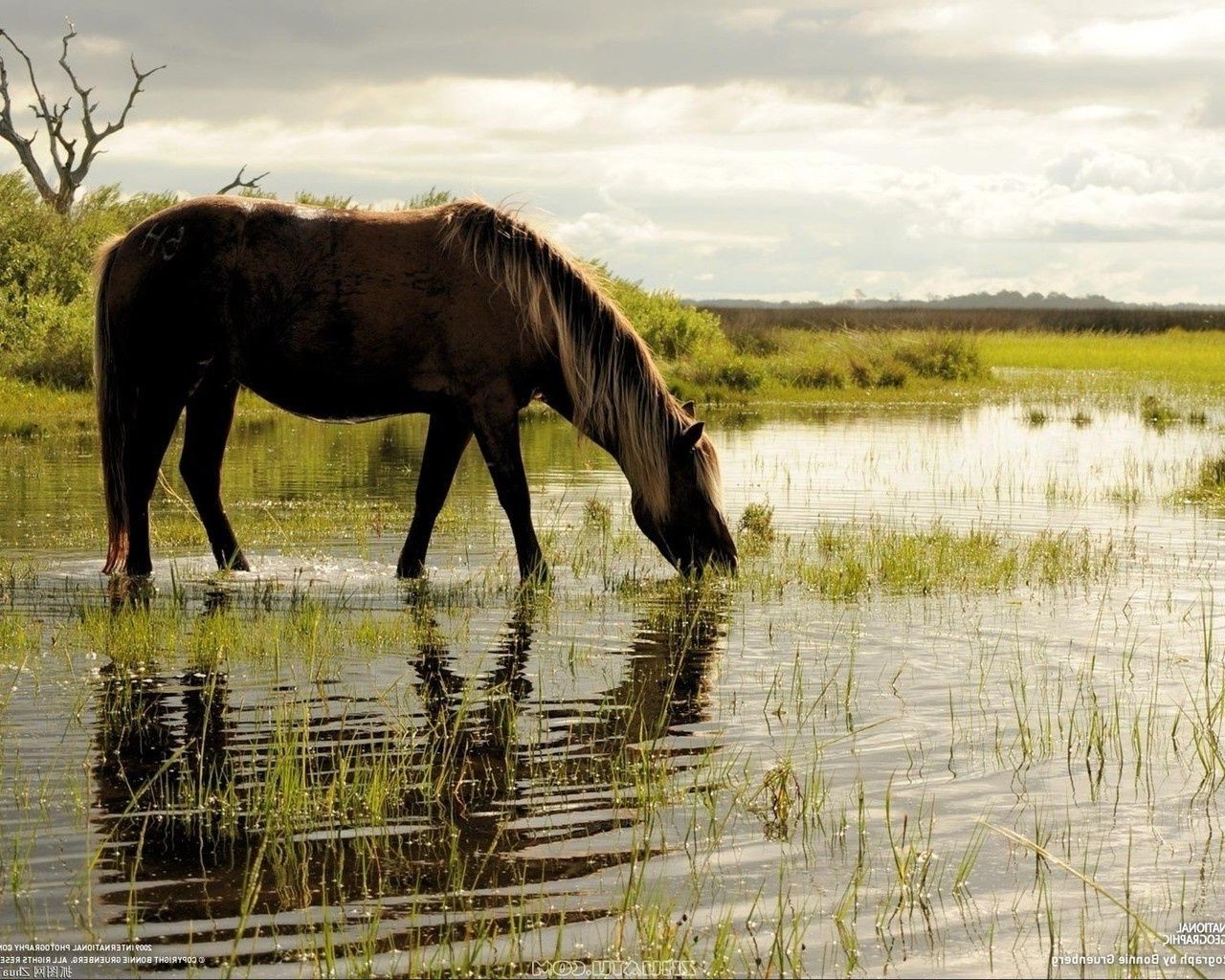 pferd säugetier tier gras kavallerie pferd tierwelt mare pferdezucht wasser natur feld im freien heuhaufen manet hengst des ländlichen