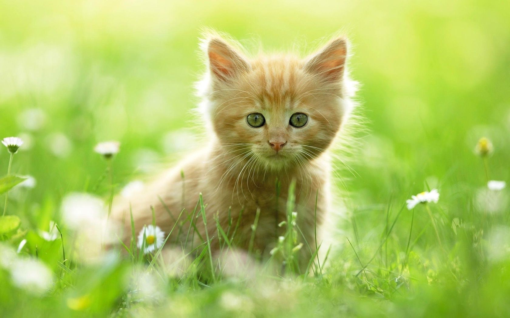 gatti carino gatto natura animale occhio pelliccia piccolo gattino erba baffi giovane animale domestico mammifero vista