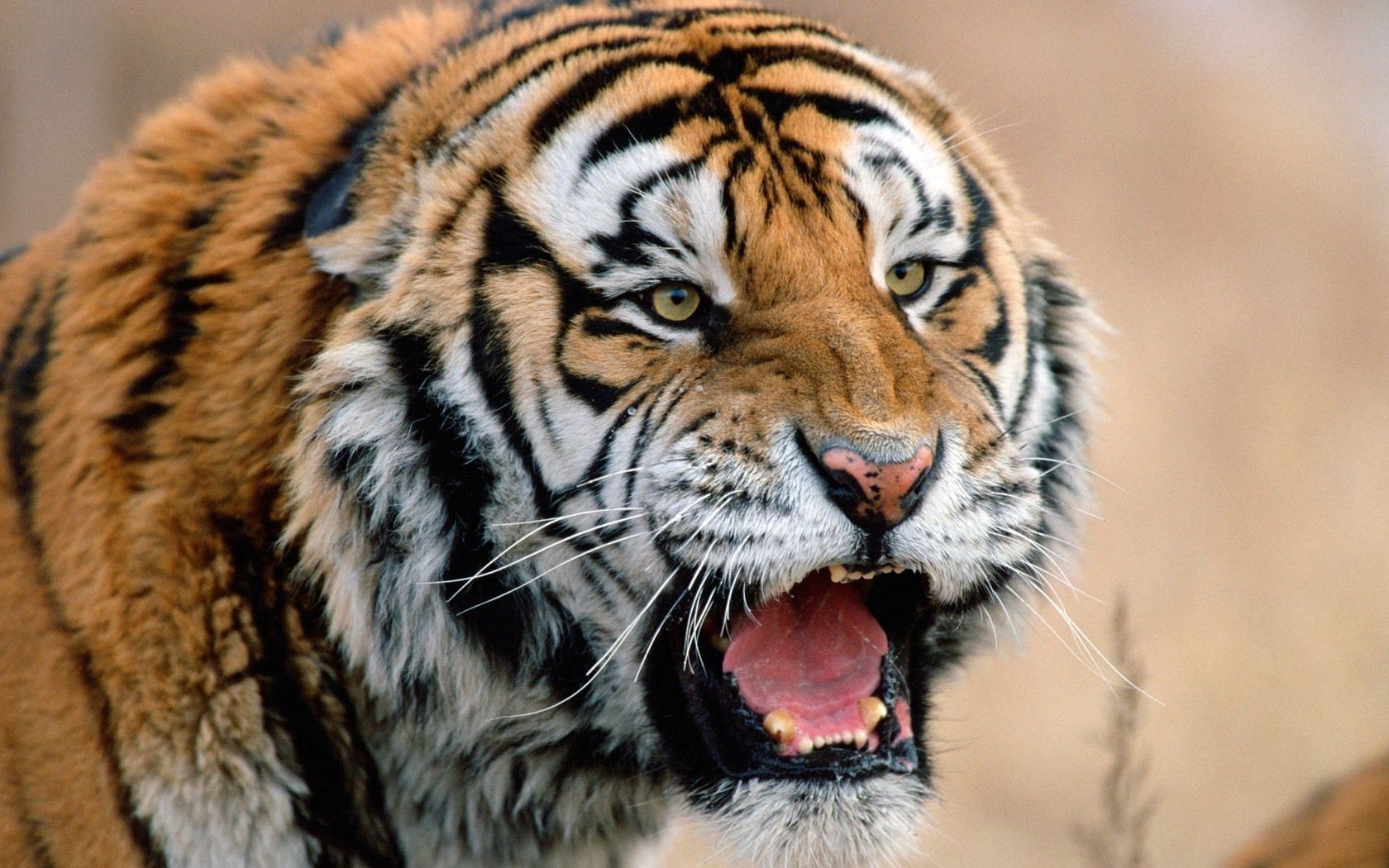 tigres vida silvestre tigre gato animal mamífero depredador salvaje zoológico cazador retrato carnívoro piel siberiano raya ojo grande malvado mirando naturaleza selva