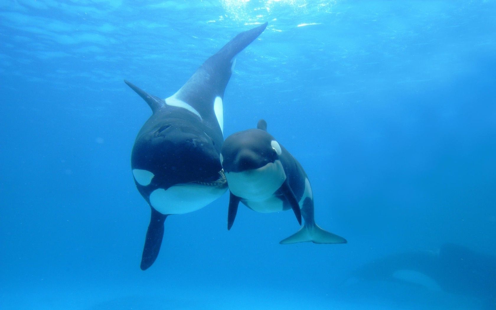 orca submarino natación peces agua soplador de aire tiburón delfín océano buceo vida silvestre mar deportes acuáticos