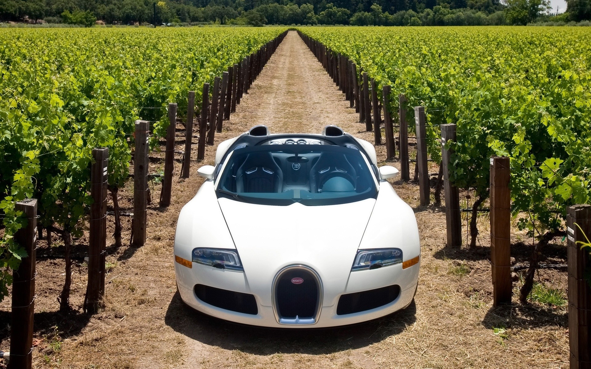 bugatti agriculture en plein air paysage vignoble voiture été voyage nature ferme campagne terres cultivées pays bugatti veyron bugatti veyron convertible