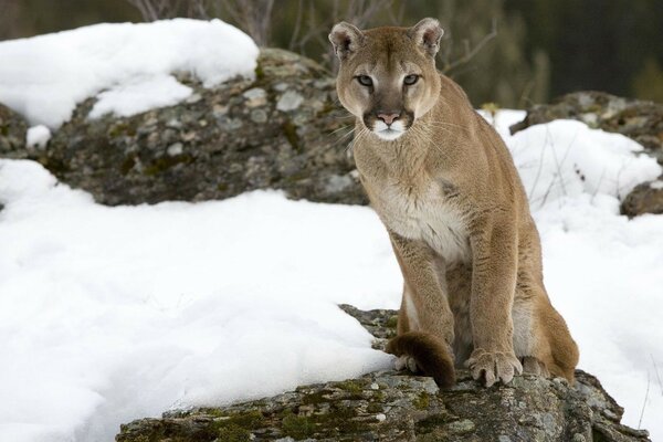 Wildkatze im Winterwald sitzt auf einem Felsen