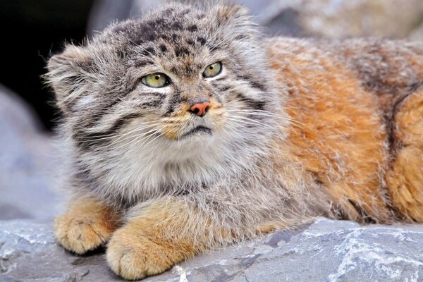 Wild cat manul in the mountains