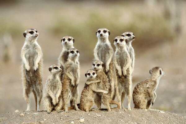 Troupeau de suricates dans le désert regarder au loin