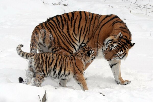 Tigre con un cucciolo di tigre che cammina sulla neve