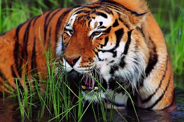 Tigre naranja con rayas negras