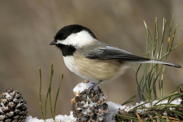 Uccelli selvatici nel giardino d inverno