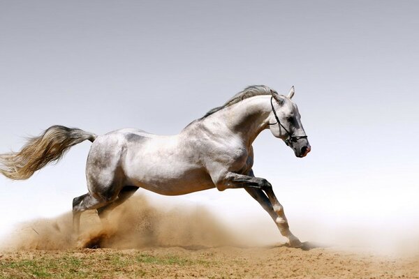 الحصان يندفع في سباق عبر الرمال