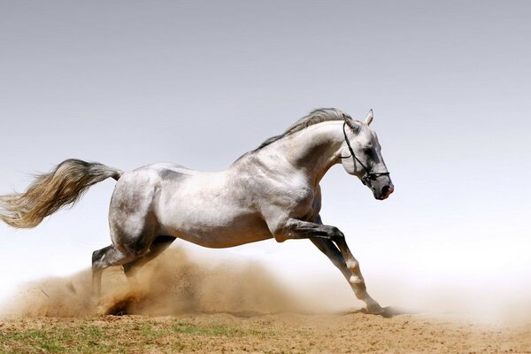 The horse rushes in a race on the sands