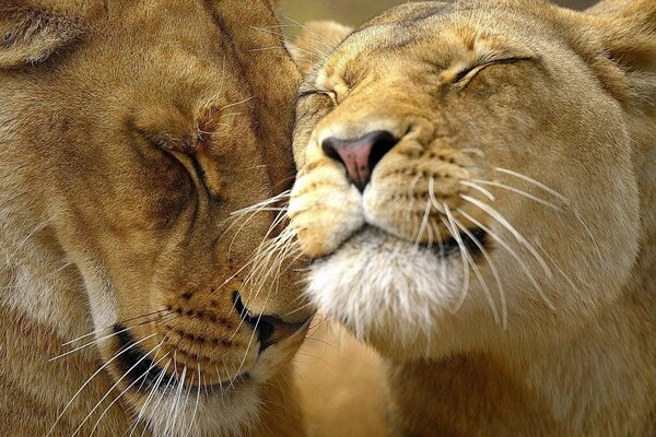 Tender feelings of a lion and a lioness