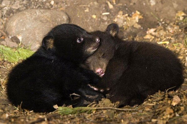 Imagen de dos osos en el Suelo del bosque