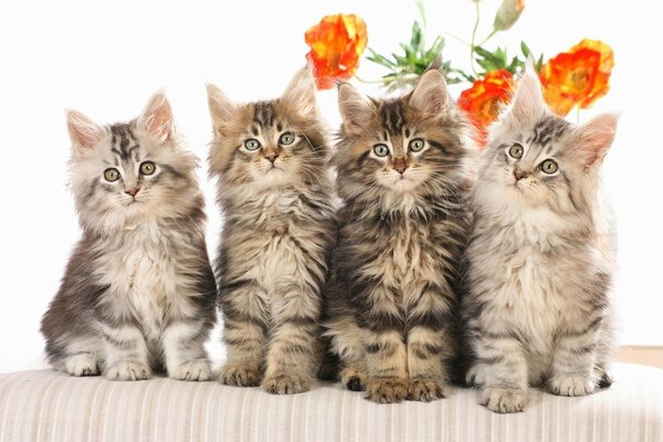 Four attentive kittens on the couch