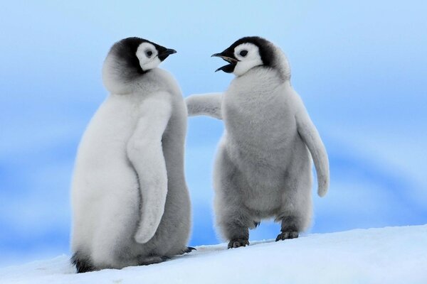 Dos pequeños pingüinos de pie en la nieve