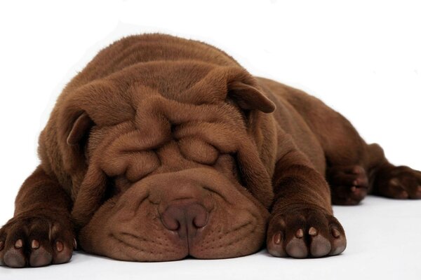 Perro de raza Shar Pei, color marrón lindo durmiendo