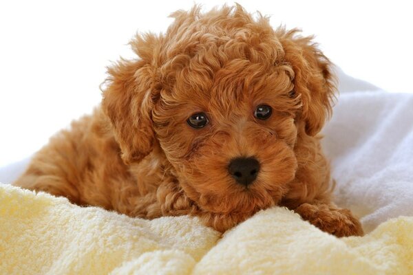 Cute ginger puppy on a yellow blanket